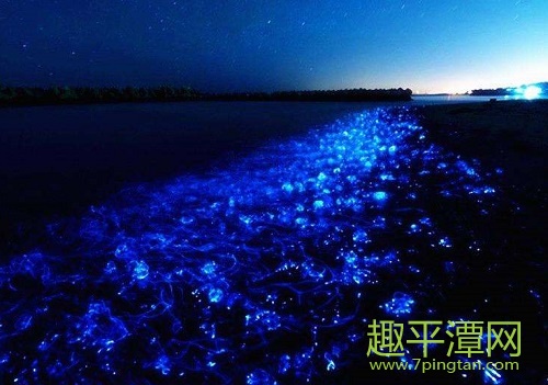平潭藍眼淚