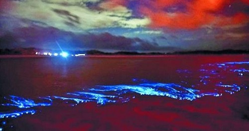 平潭藍眼淚
