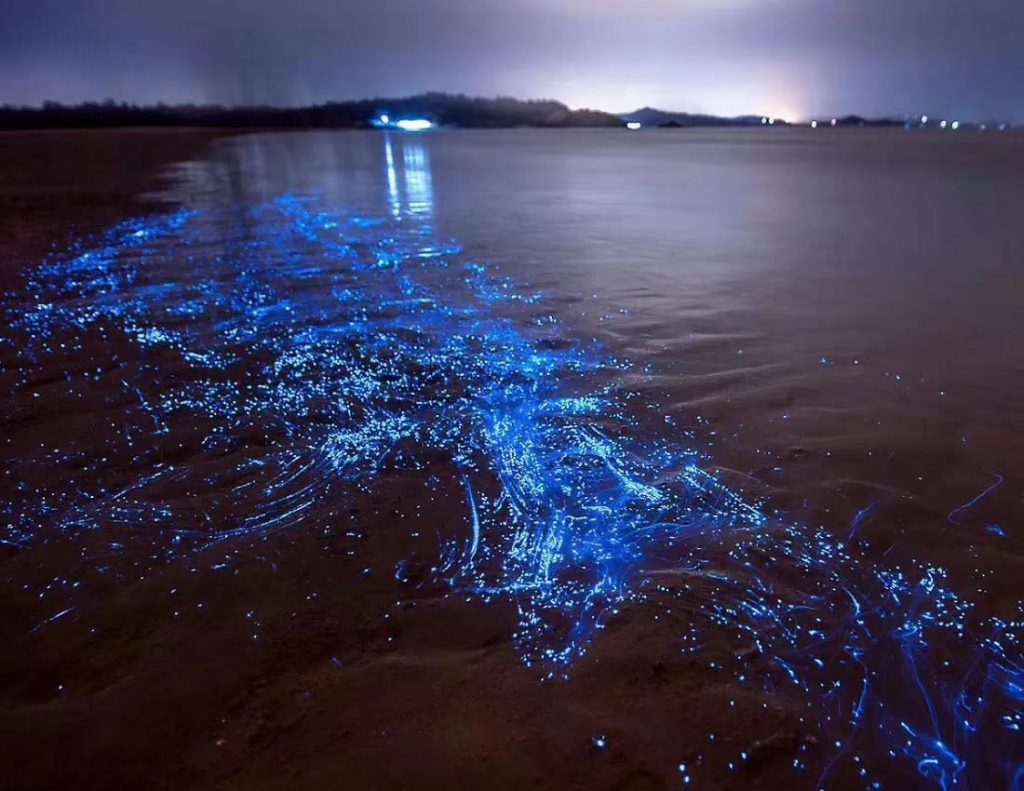 海螢藍眼淚